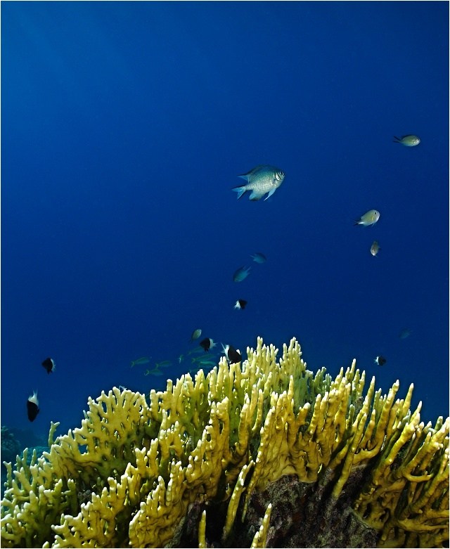 Rybky a extrémně žahavý korál Žahavka rozvětvená