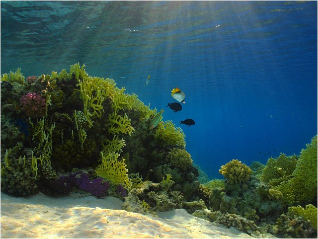 Krása korálového útesu