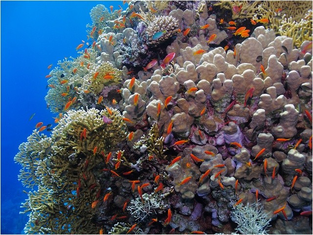 Korálové útesy, kypící životem - Jabal al Rosas, Marsa Alam