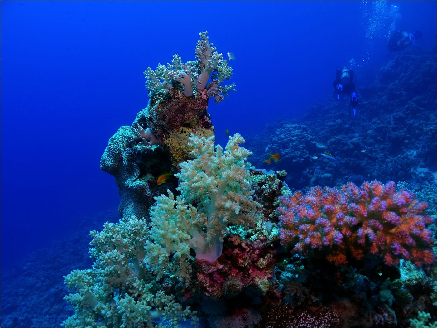 Nádherné korály a Katka v potápěčském kurzu