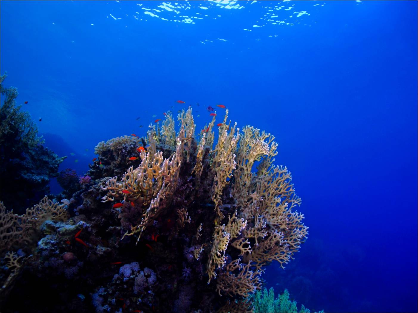 Nádherné korály, jedna z prvních fotografií pořízená hned následující den po příletu