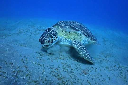 Potápění Abu Dabbab, Marsa Alam