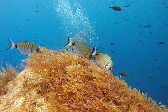 Podvodní videa, zajímavé potápěčské lokality Středozemního moře a Atlantického oceánu