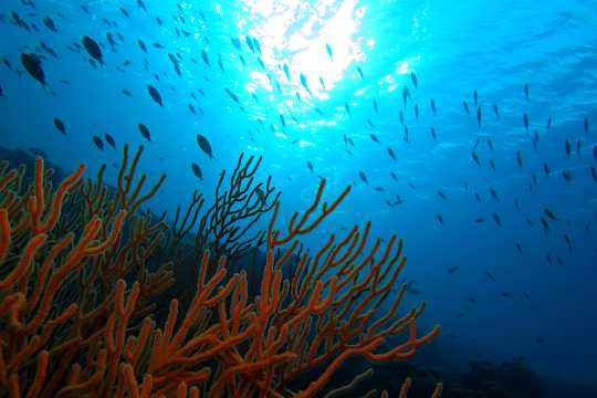 Videos from the best scuba diving places