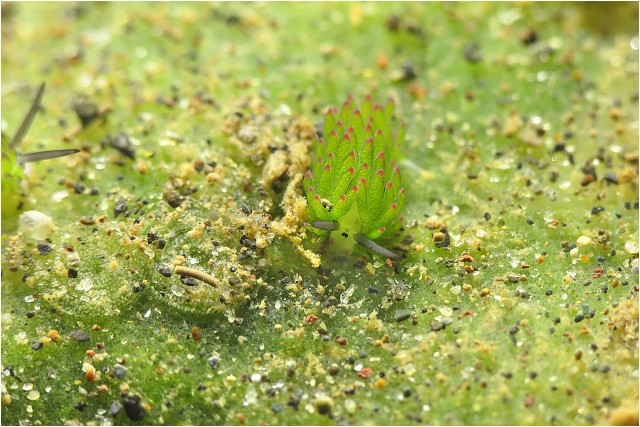 Plž Costasiella, velikost cca 4 mm, snímek z výletu na Puri Jati