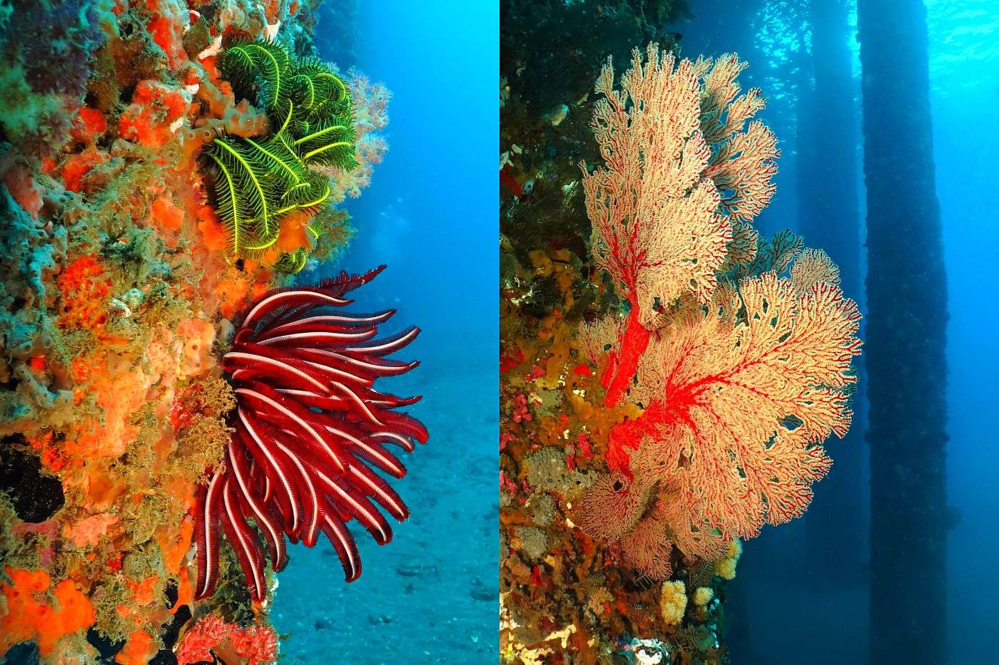 Bali, zátoka Padang, život v moři pod molem