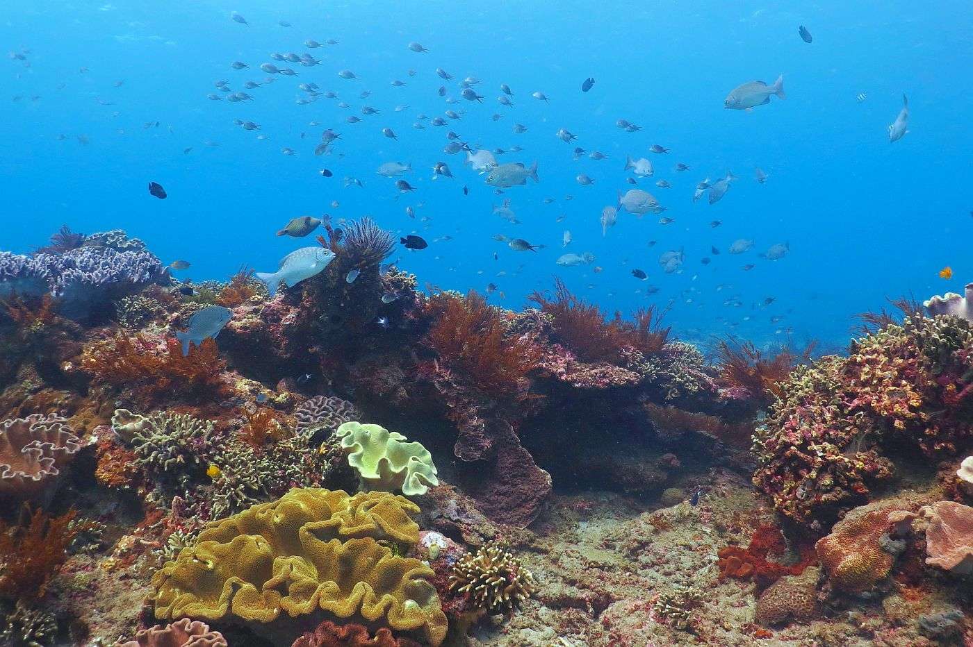 Útes a ryby, Bali, zátoka Padang