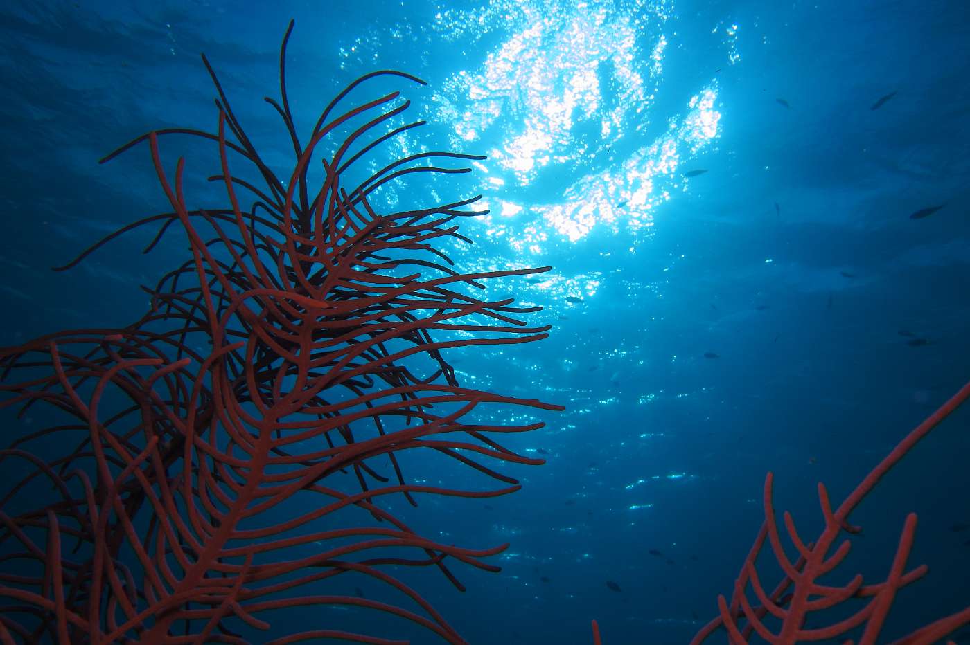 Útes a slunce, Bonaire