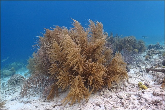 Karibská korálová zahrádka, Bonaire