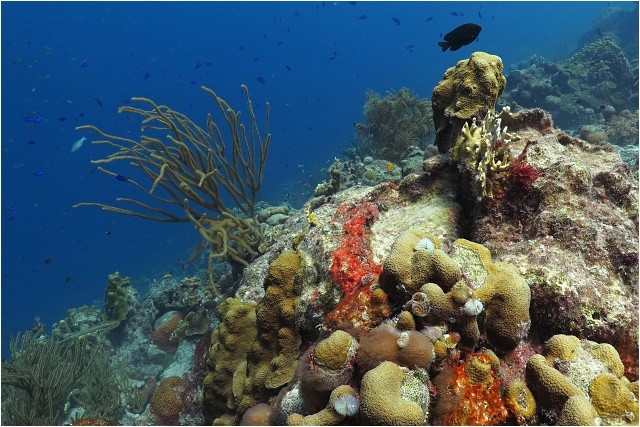 Bonaire, krásná korálová říše u ostrova je chráněna od roku 1979