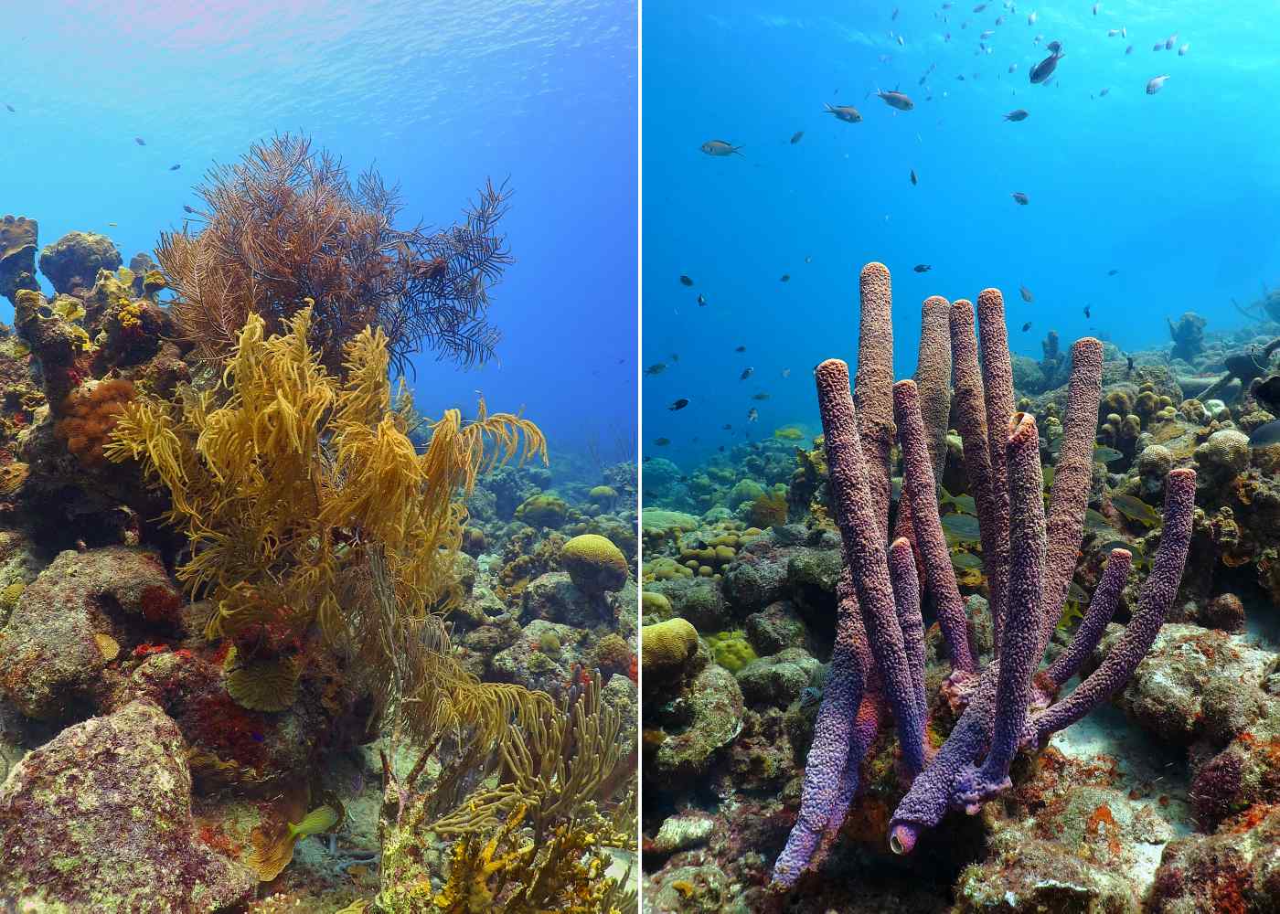 Nádherné korály a houby na útesu, Bonaire.