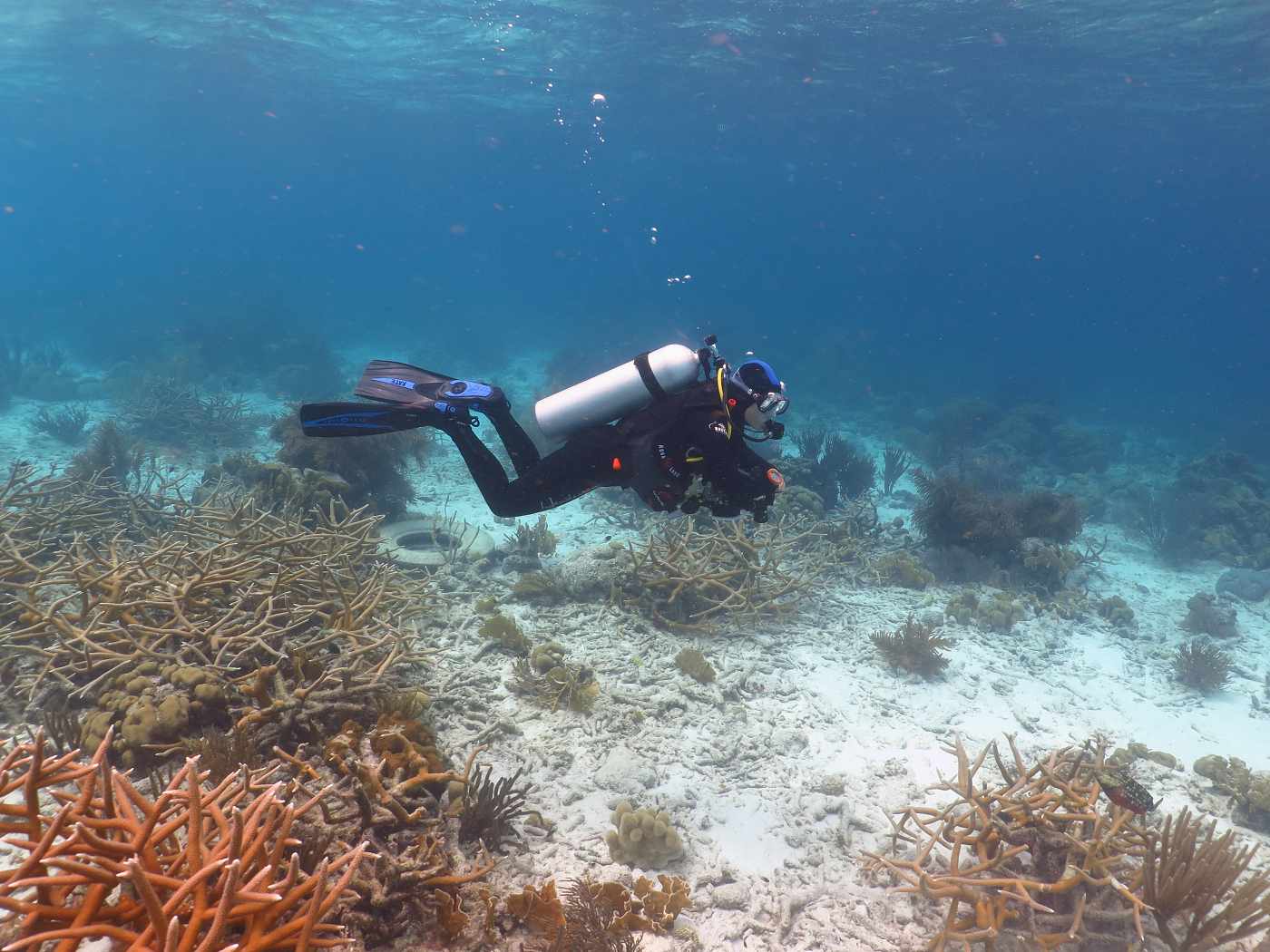 Korálový útes a potápěčka, Bonaire