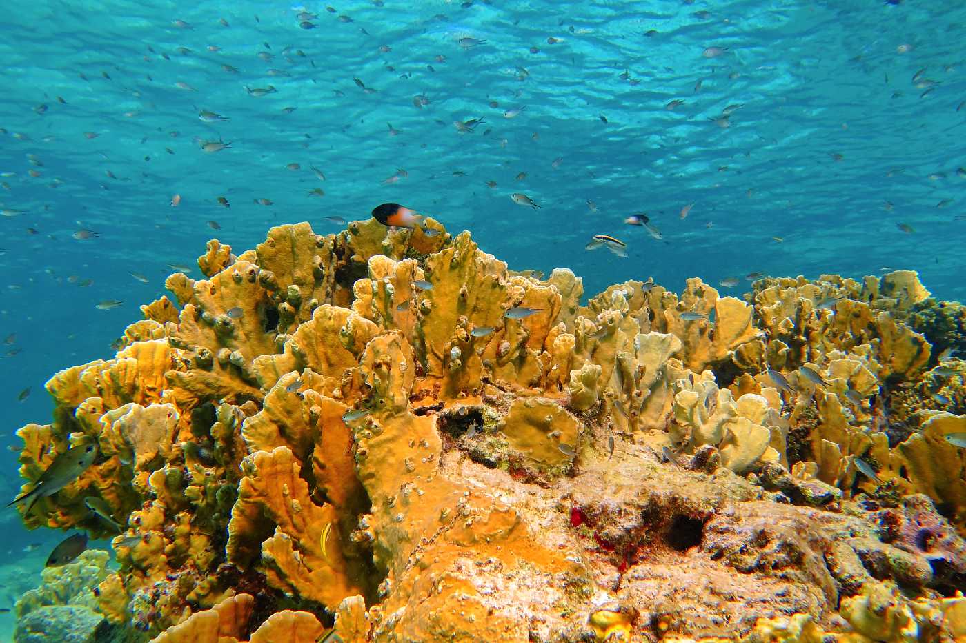 Bonaire, korálový útes a hejno malých rybek.