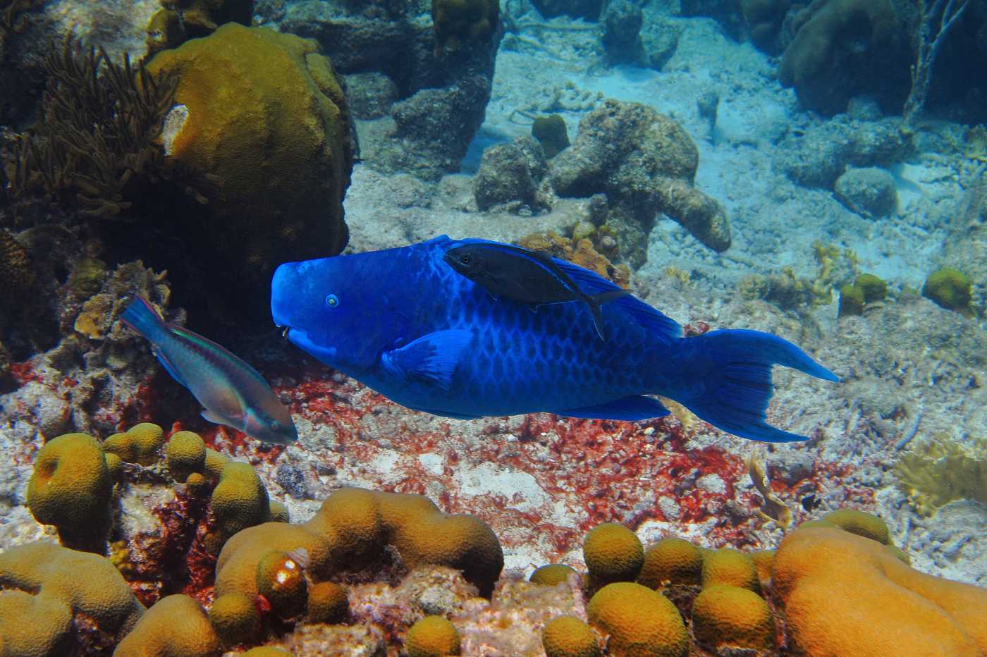 Ploskozubec, Bonaire.