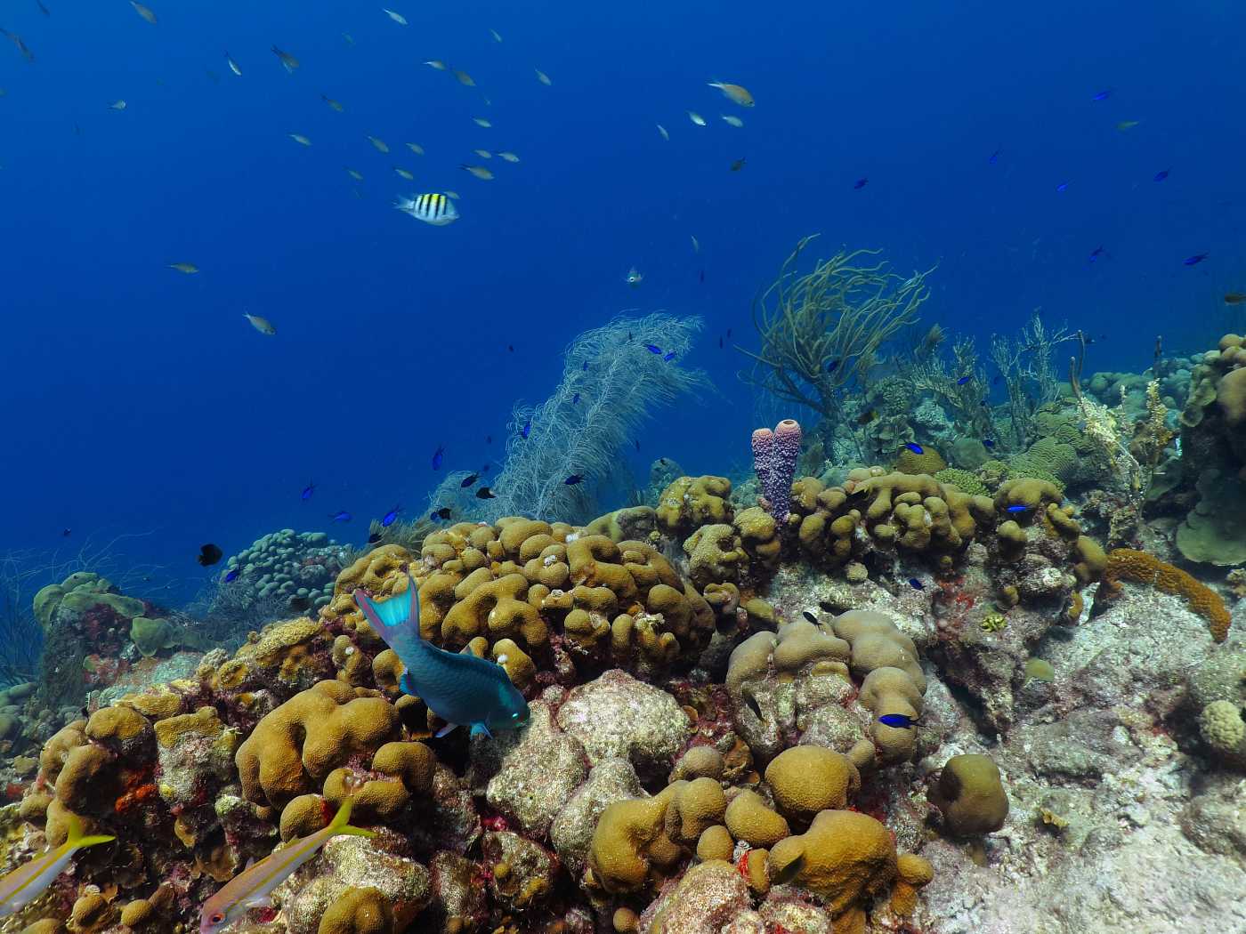 Korálový útes a ryby, Bonaire.