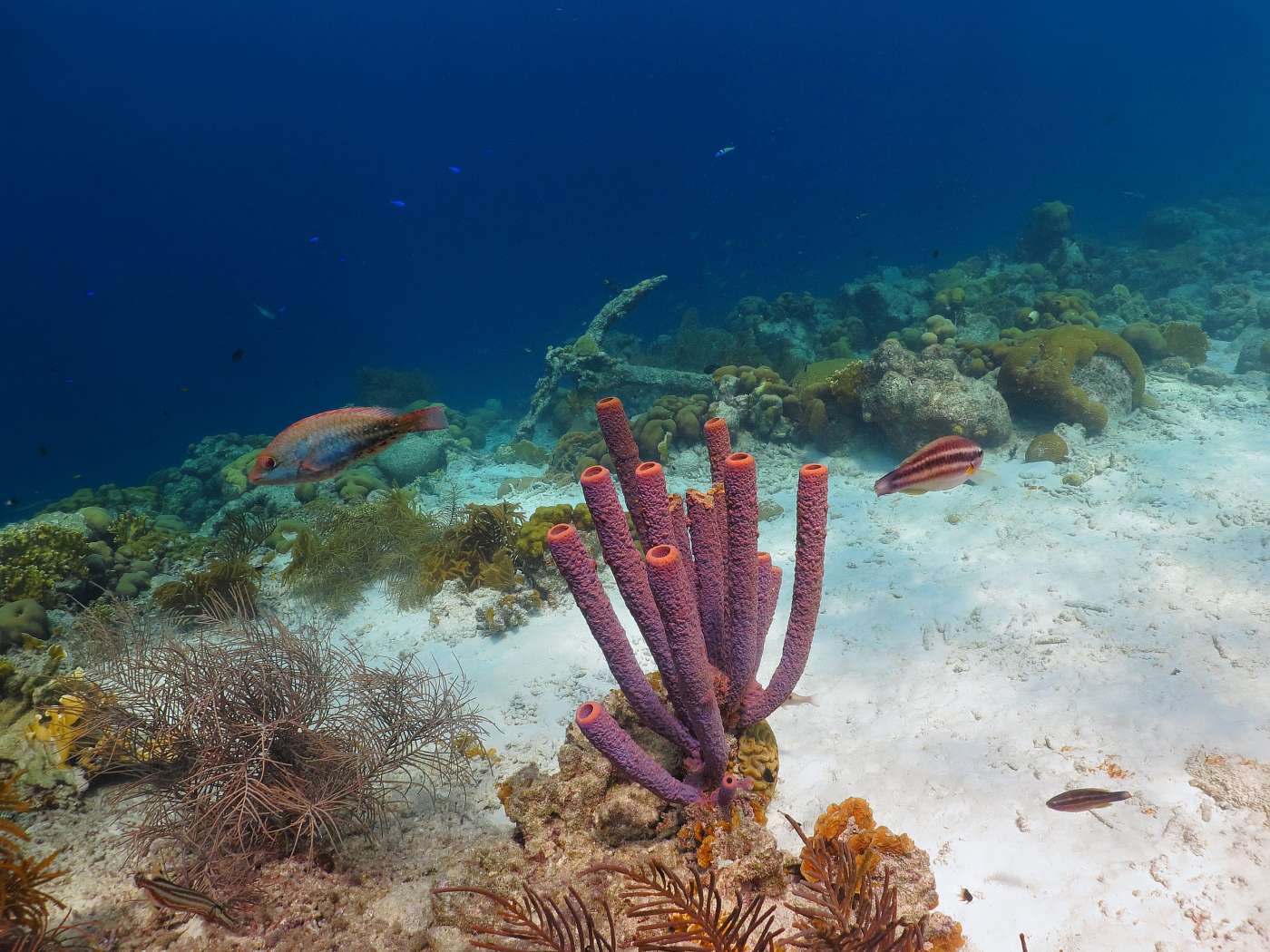 Kotva, mořská houba, ryby a korálový útes, Bonaire.