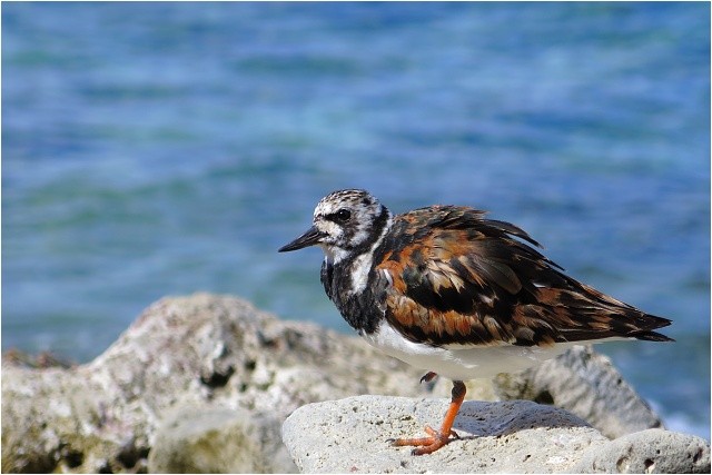 Na ostrově je spousta ptactva. Karibik, Bonaire.