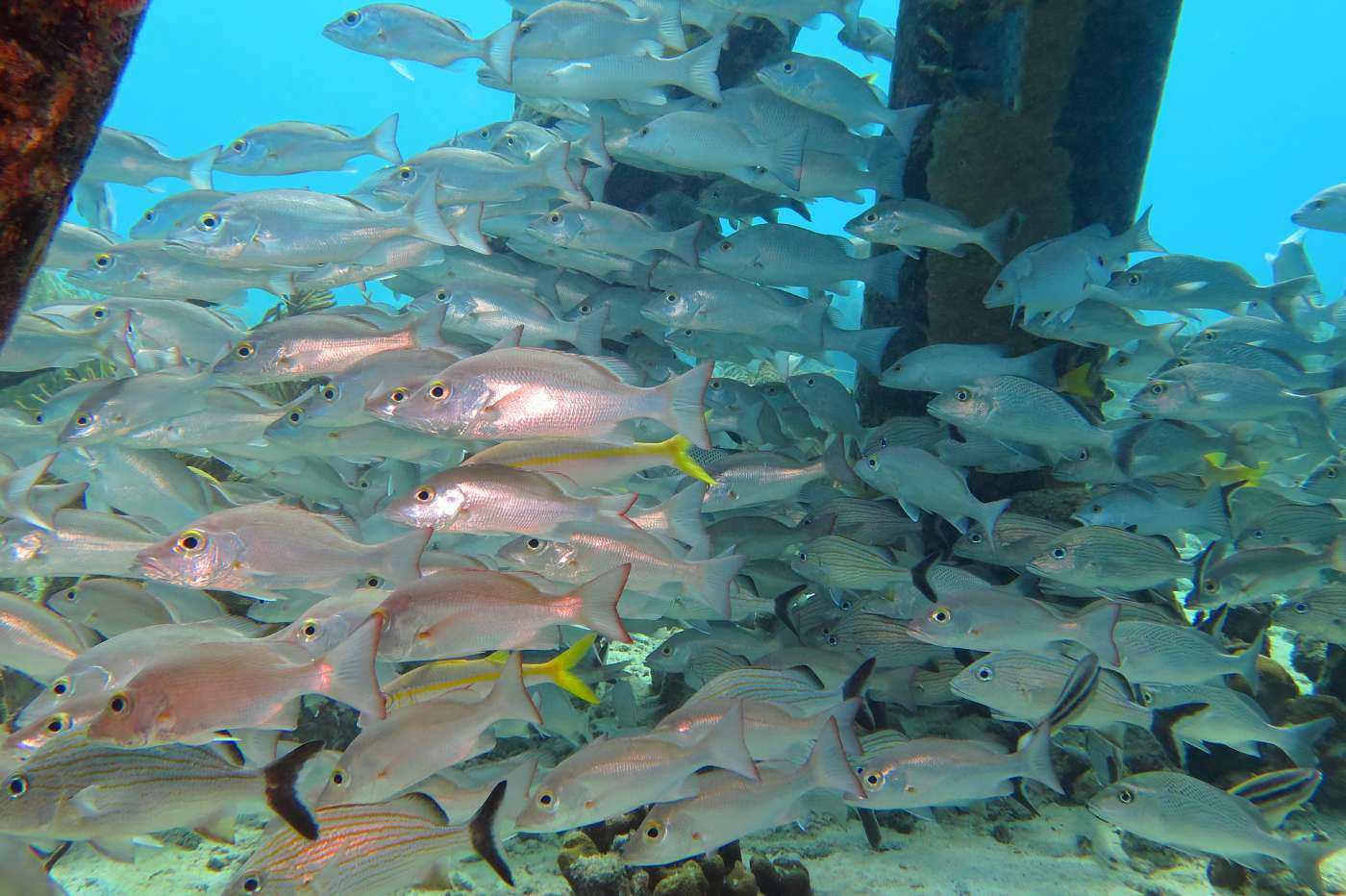 Velké hejno ryb, Salt Pier, Bonaire