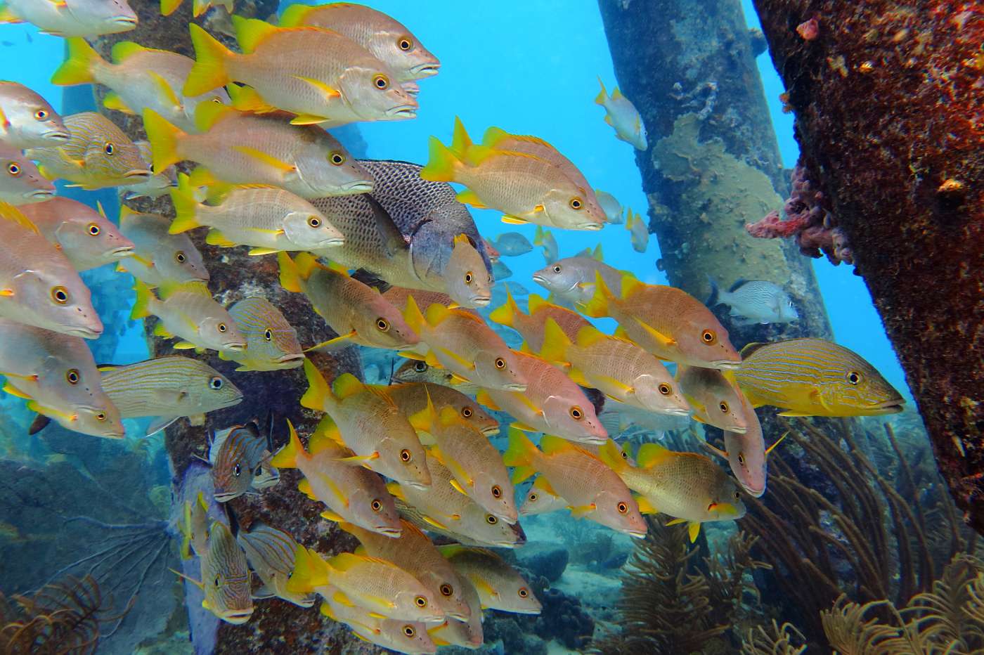 Barevné hejno ryb, Salt Pier, Bonaire