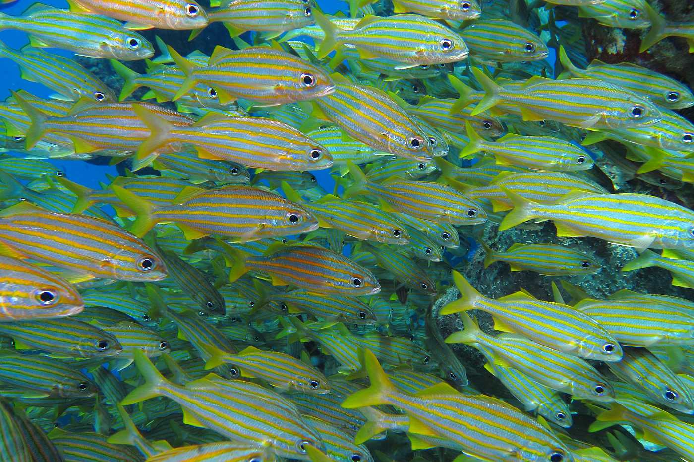 Hejno ryb, Bonaire.