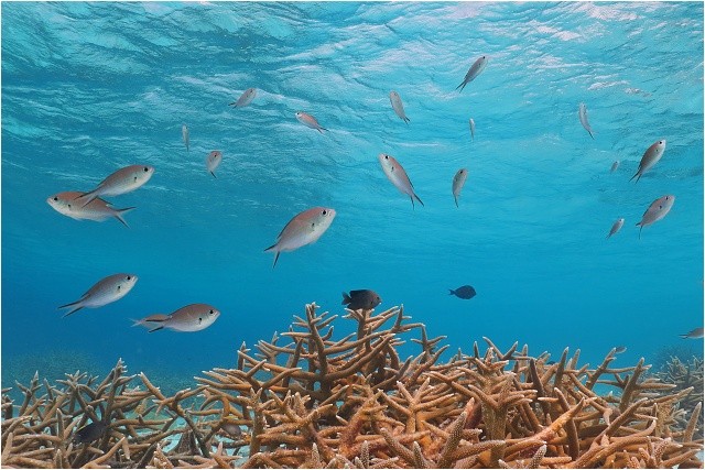 Korálový útes, Bonaire, Karibik