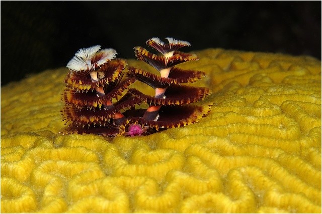 Vyskytuje se zde také spousta rournatců. Bonaire.