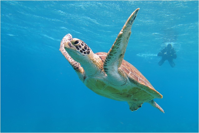 Potápění s želvami na Bonaire bylo nádherné.