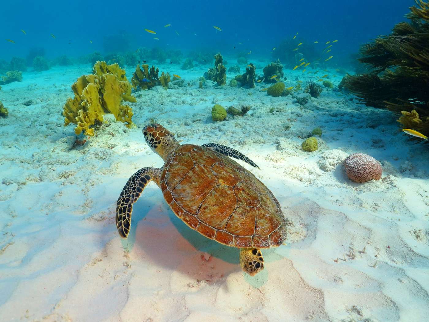 Potápění na Bonaire. Ráj pod hladinou.