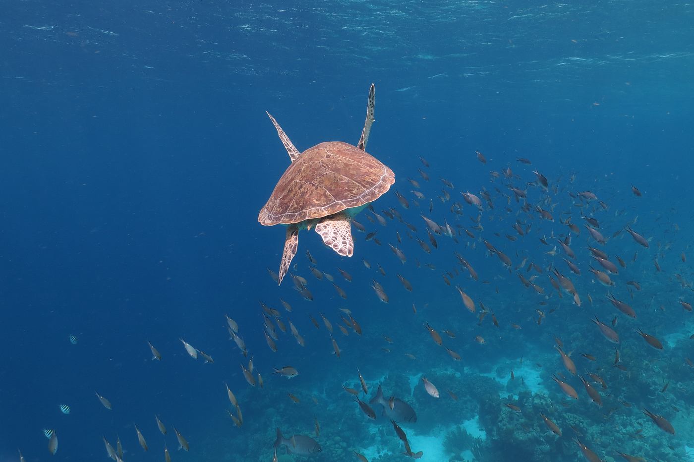 Mořská želva a hejno ryb, Bonaire.