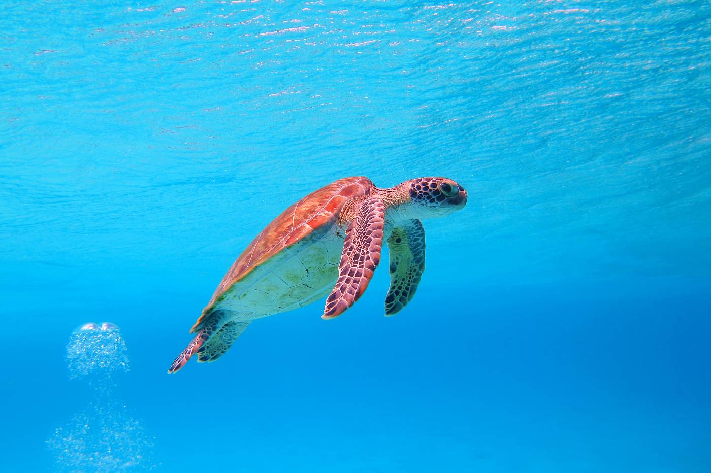 Mořská želva těsně pod hladinou, Bonaire