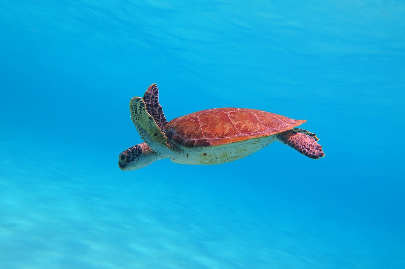 Menší mořská želva plave v mělké vodě, Bonaire