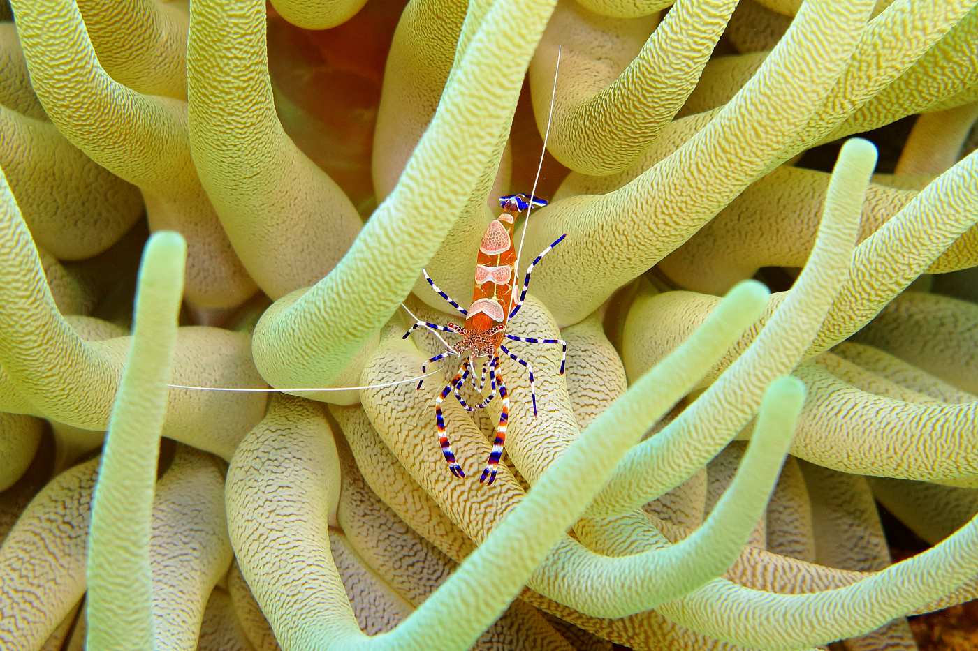 Kreveta, makro fotografie, Curacao
