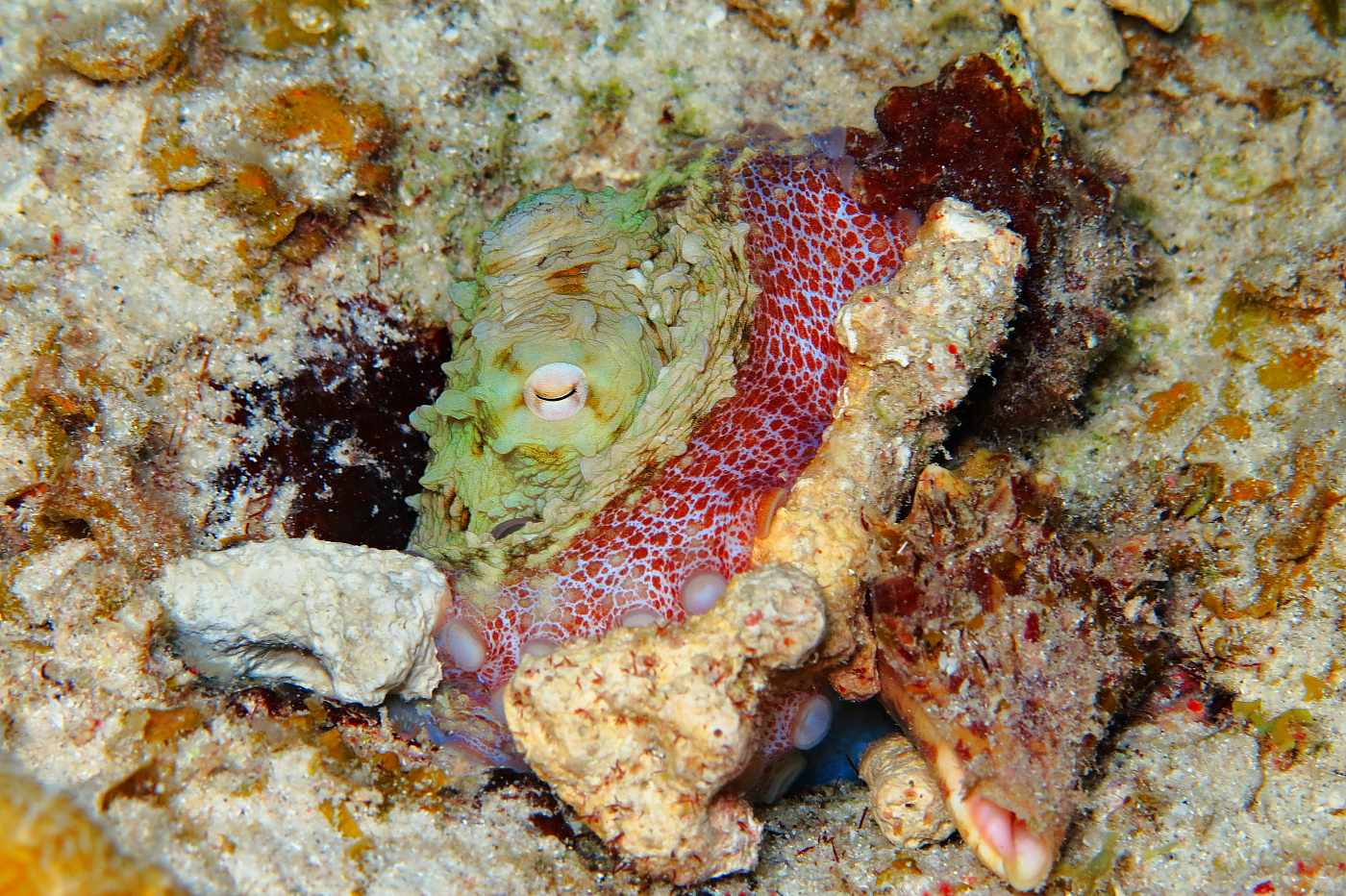 Chobotnice, noční ponor na útesu u resortu Sun Reef