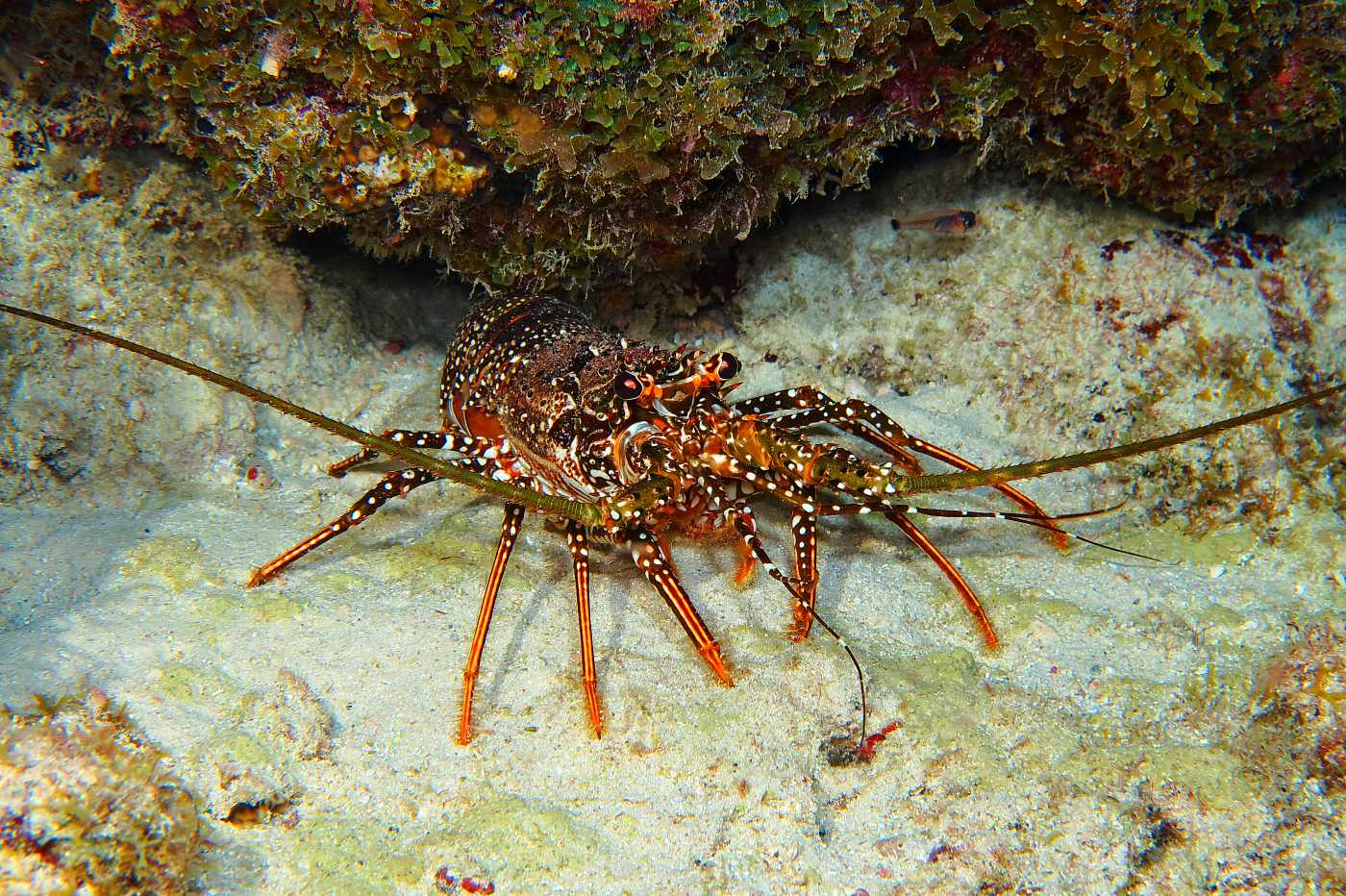 Langusta, noční ponor na útesu u resortu Sun Reef