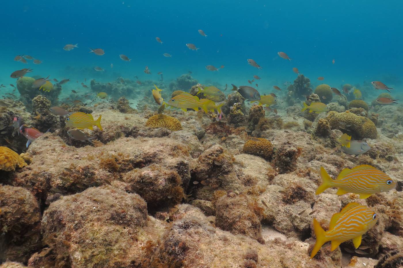 Ryby v mělku, Curacao