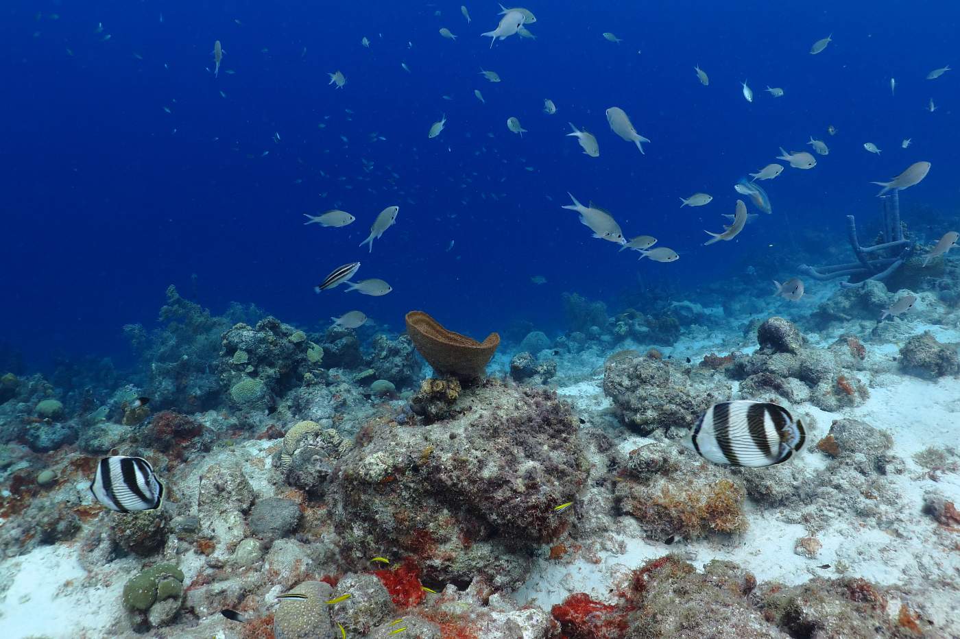 Barvy a ryby na útesu, Curacao