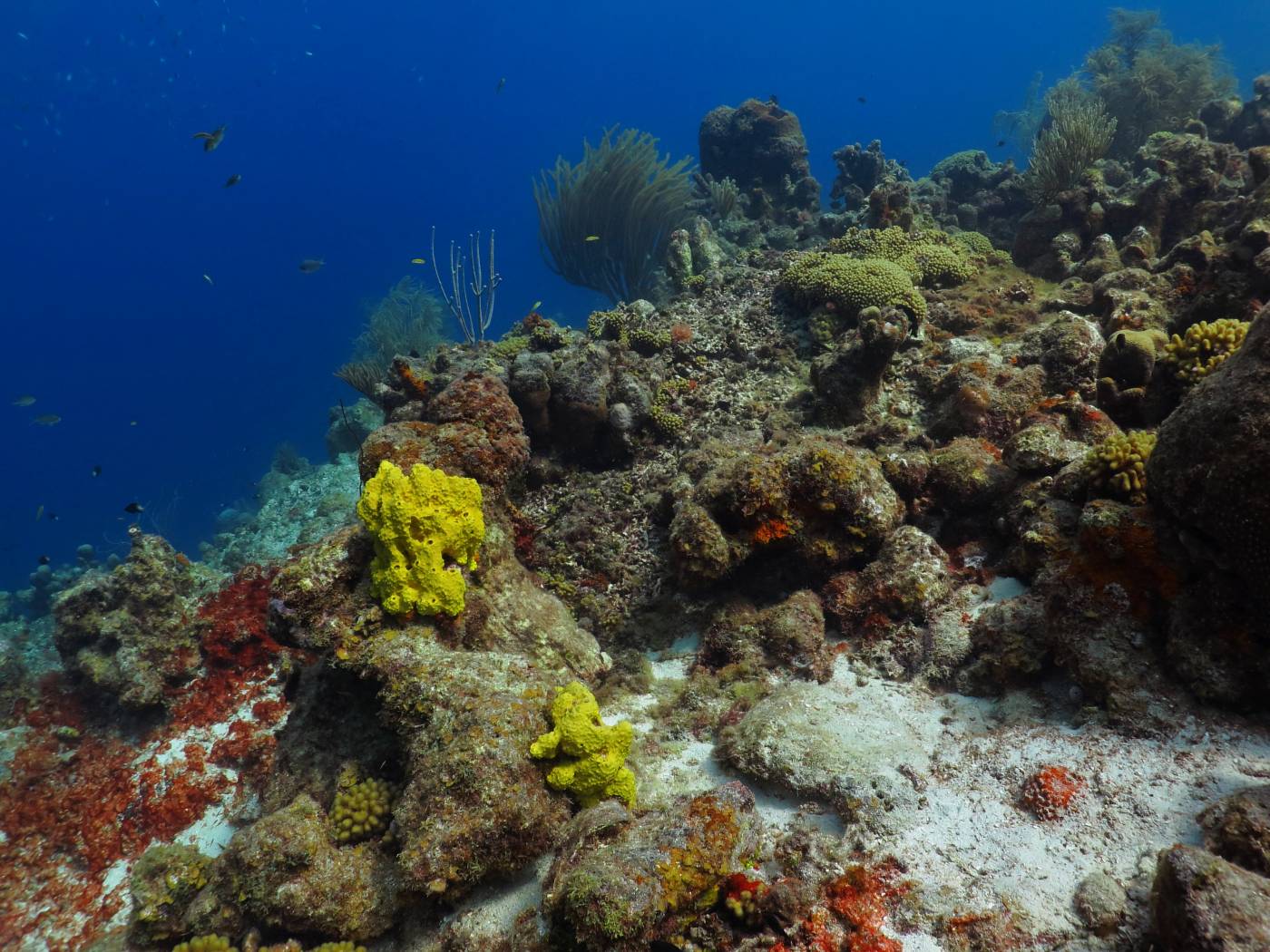 Barvy útesu, Curacao