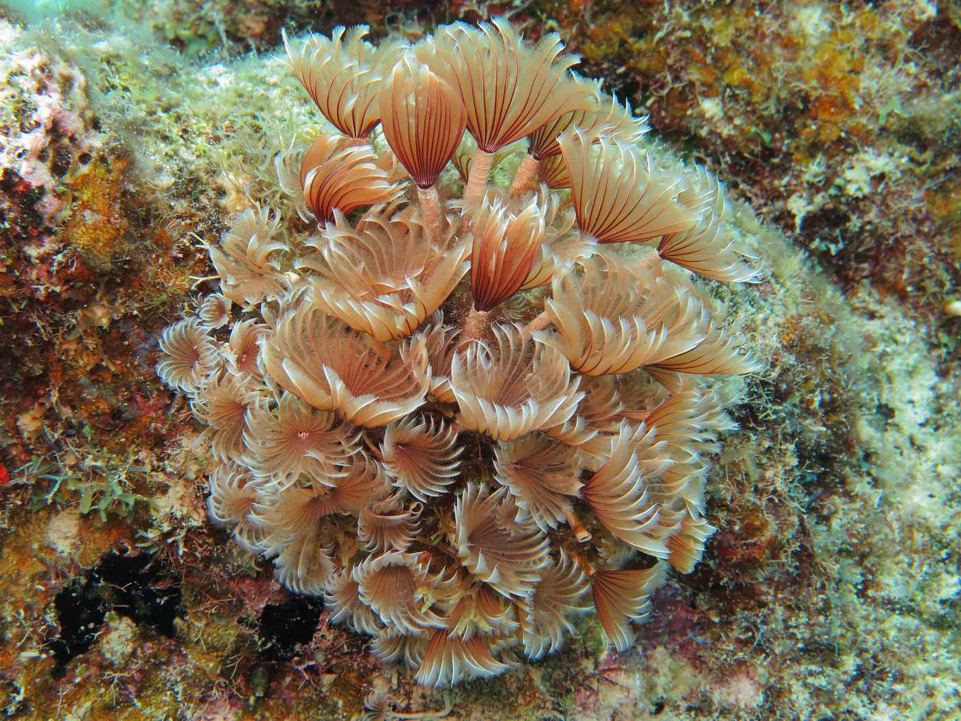  Curacao, kolonie rournatců