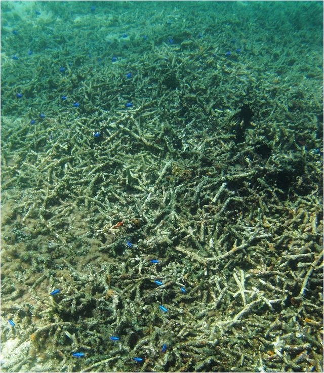 Poničený útes a ulámané korály, lokalita Mamsa