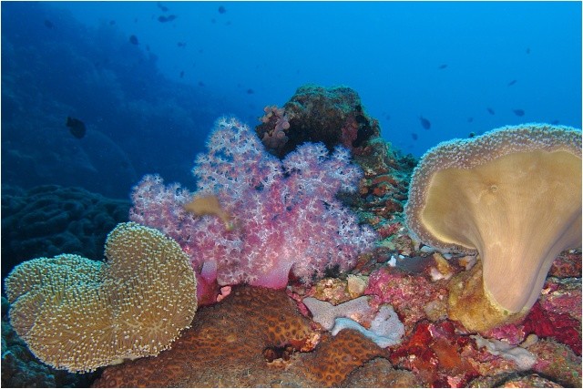 Ostrov Apo, korálová zahrádka