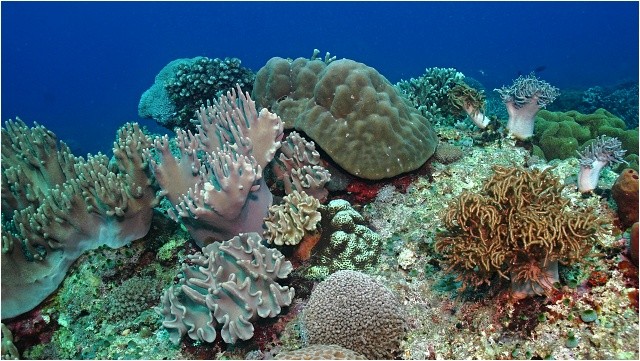 Nejrůznější tvary a barvy na útesu