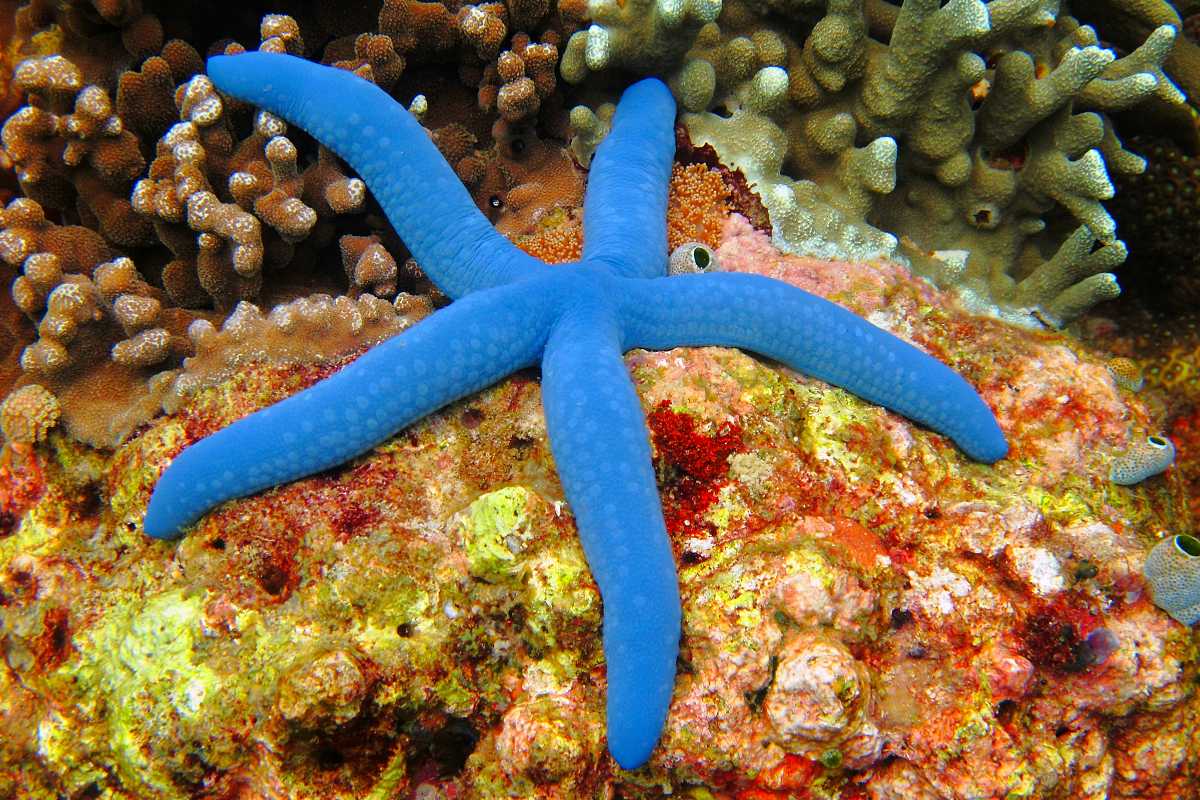 Ostrov Apo, modrá hvězdice na korálovém útesu.