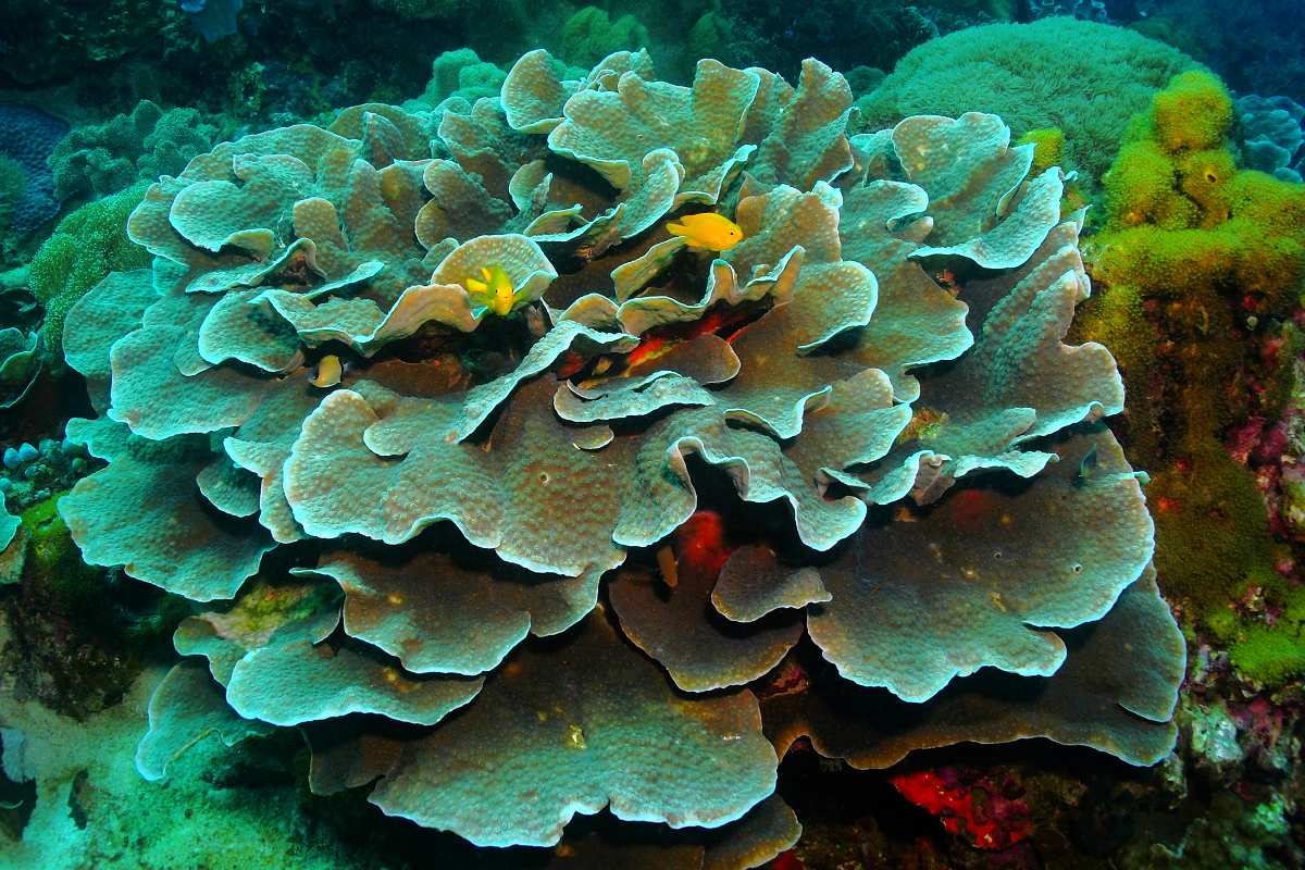 Korálový útes v kalu z Petrova fotoaparátu.