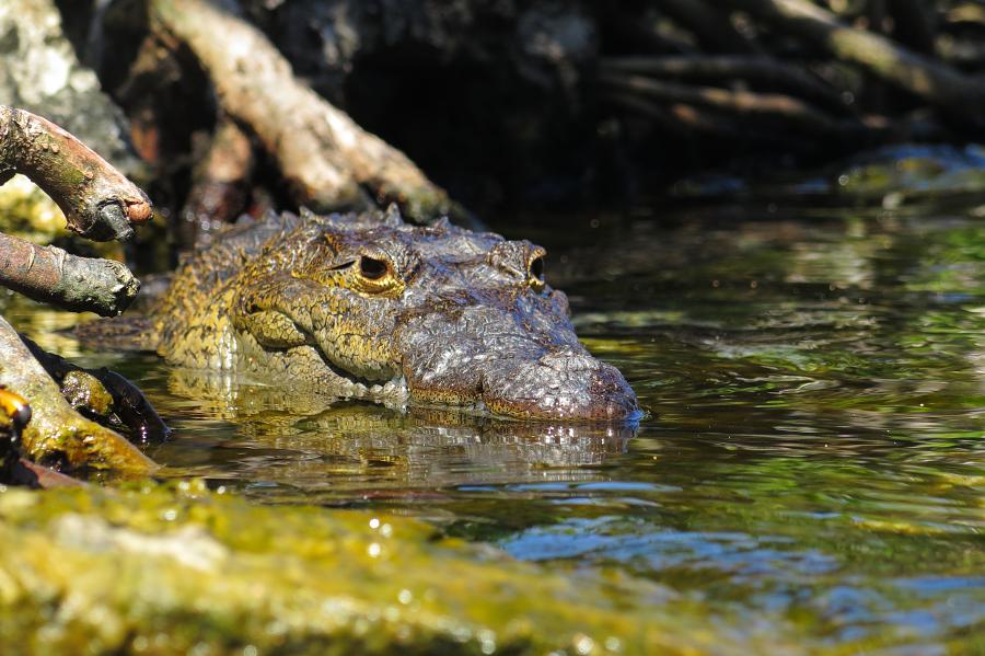 Mexiko, cenota Casa, zaplavat si s krokodýlem byl nezapomenutelný zážitek