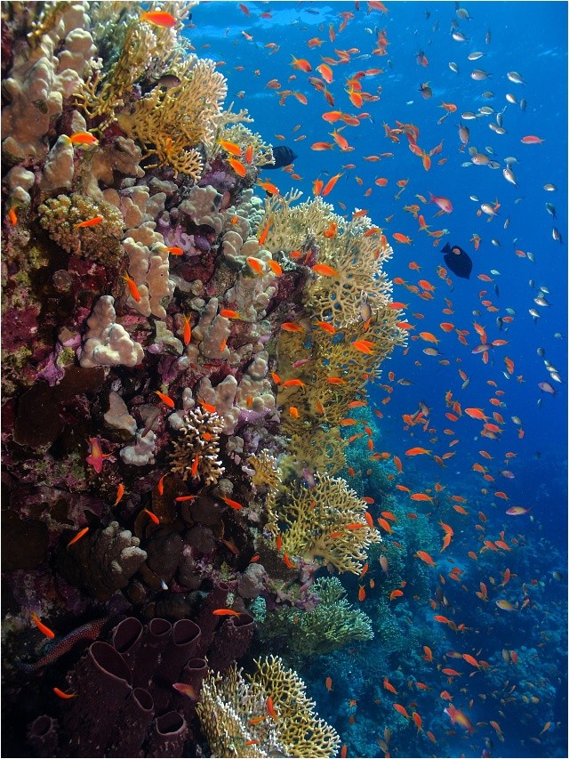 Útes plný života - Rudé moře, Marsa Alam, zátoka Jabal al Rosas