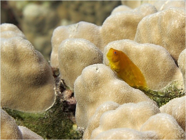 Žlutý slizounek, velikost cca 2 cm, Rudé moře