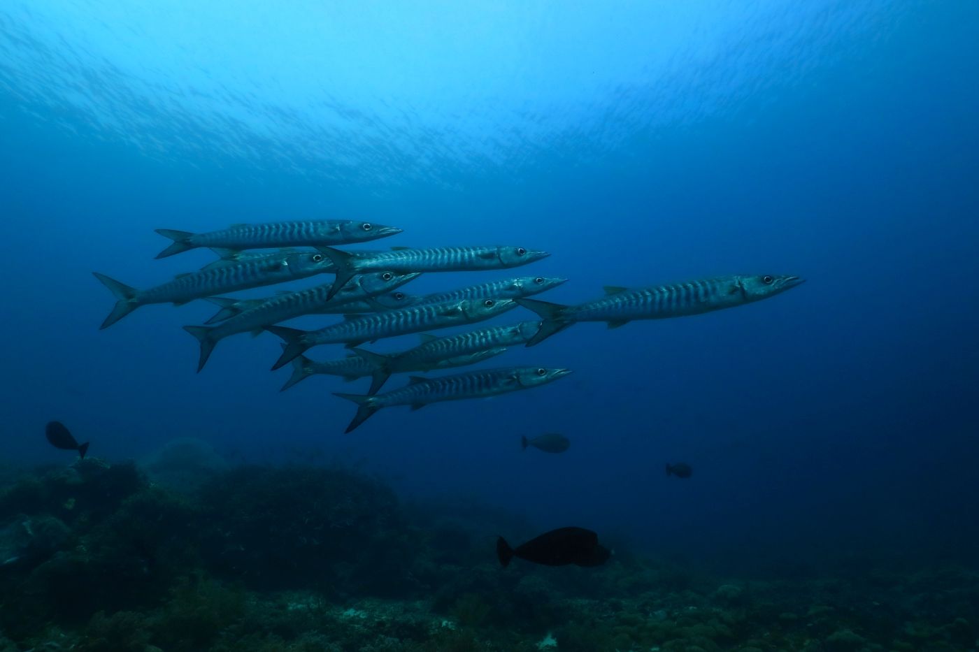 Barakudy, Raja Ampat, Indonésie