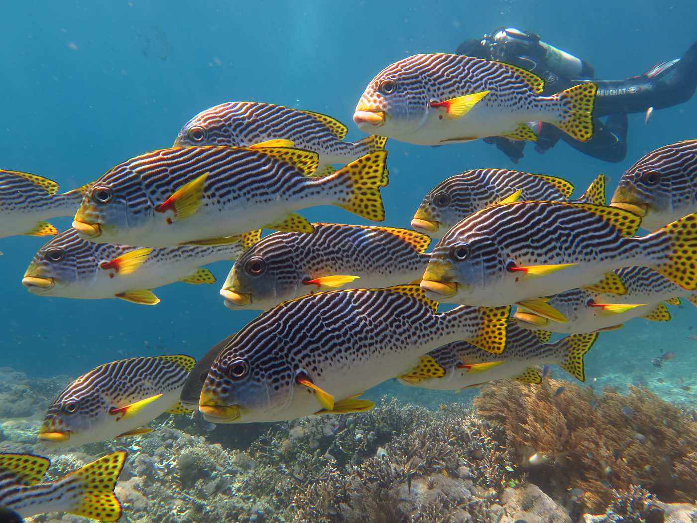 Další momentka s hejnem chrochtalů v bezprostřední blízkosti, Petr v pozadí. Snímek bez úpravy přímo z fotoaparátu.