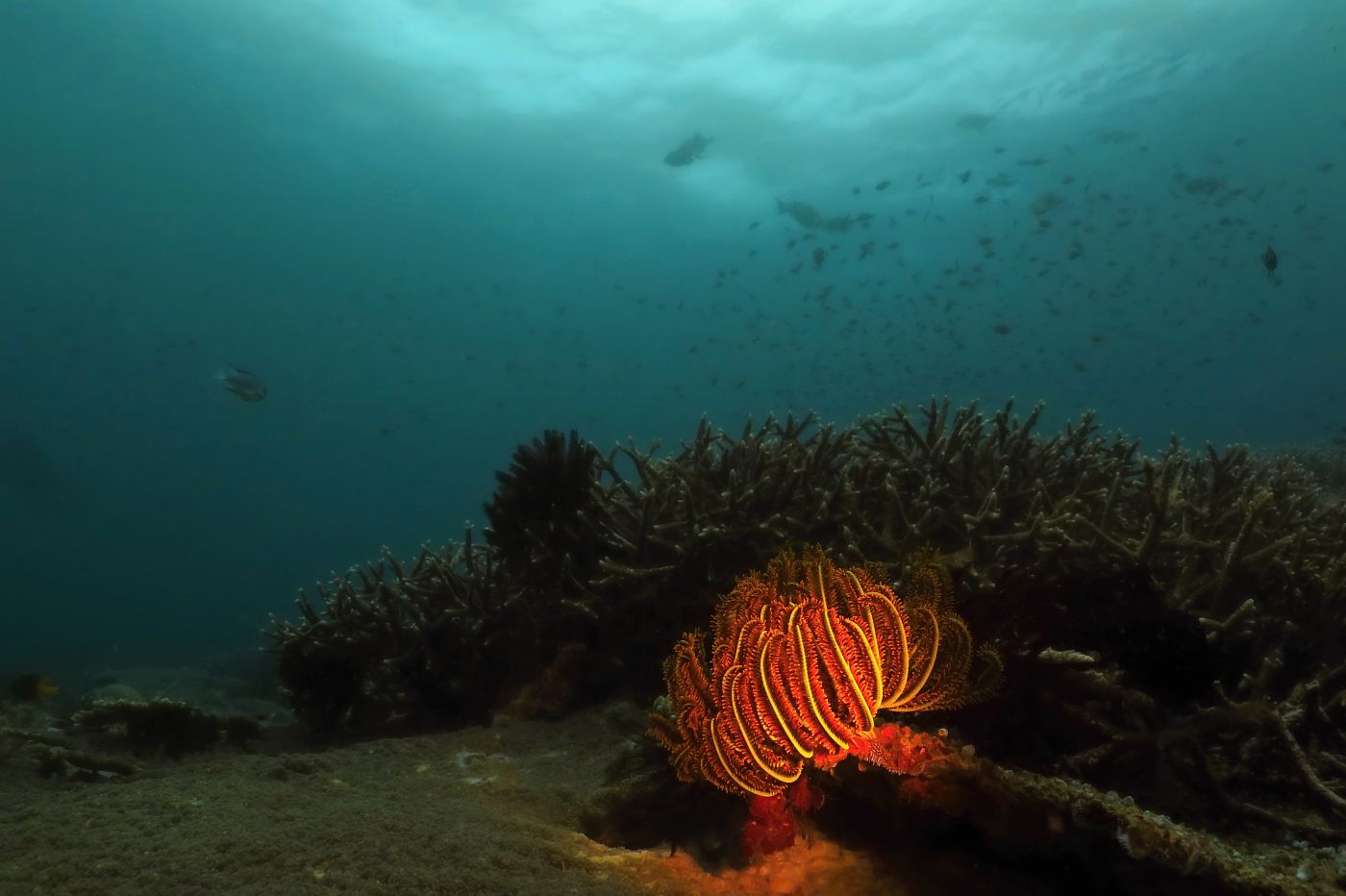 Lilijice v mělčí zelené a mírně zakalené vodě s útesem a hejnem ryb.