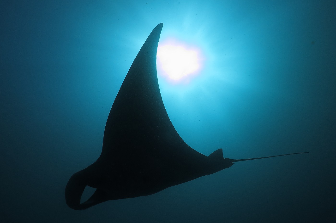 Manta plavající okolo nás nad korálovým útesem. Mantu potkáte náhodně na útesu, tyhle momenty jsou nezapomenutelné.